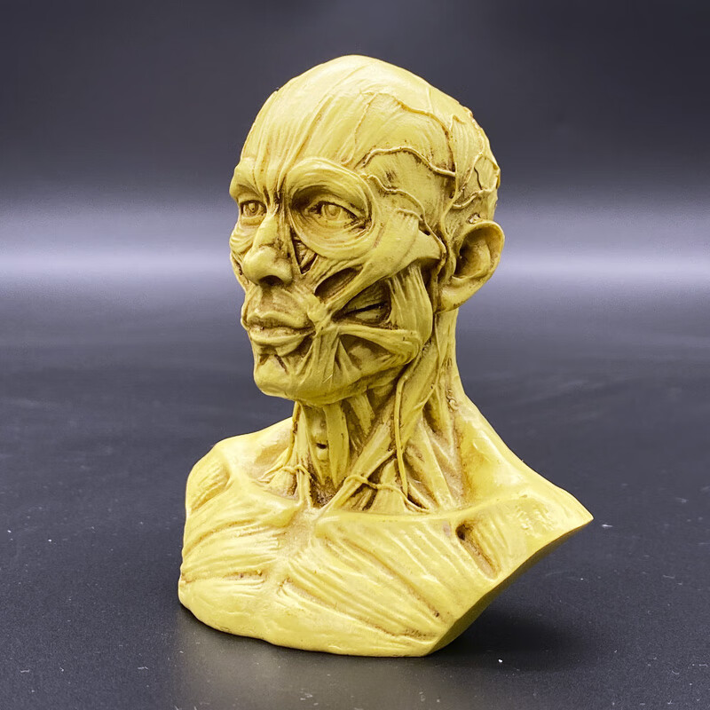 兴屹人体头部肌肉结构模型人头解剖素描速写美术教学骨骼骨架骷髅