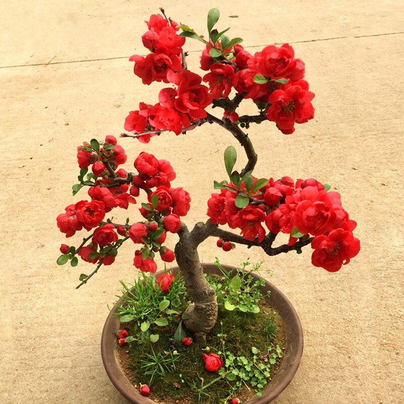 长寿冠海棠花重瓣日本海棠盆栽庭院阳台观花盆景耐寒植物 5年长寿冠