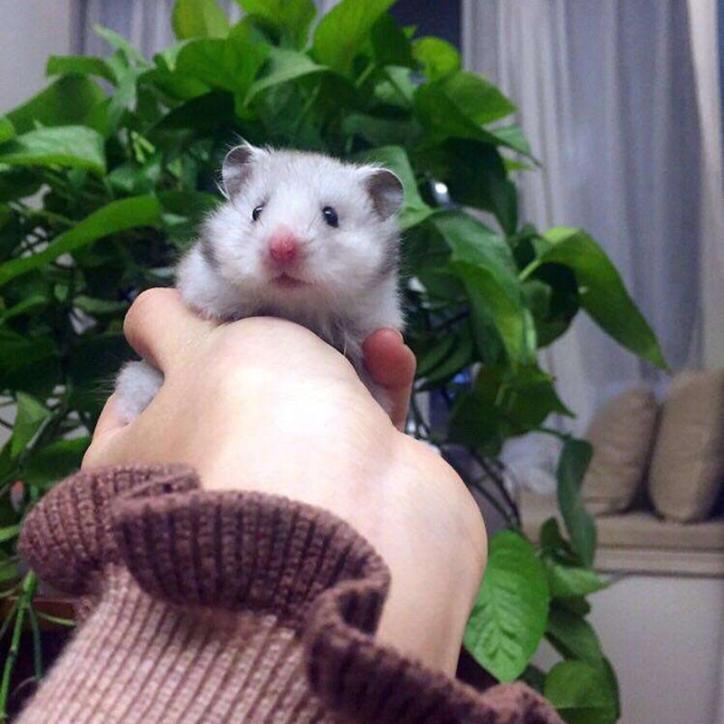 double yellow宠物仓鼠活物小仓鼠幼崽活体仓鼠宝宝金丝熊 短毛纯银1