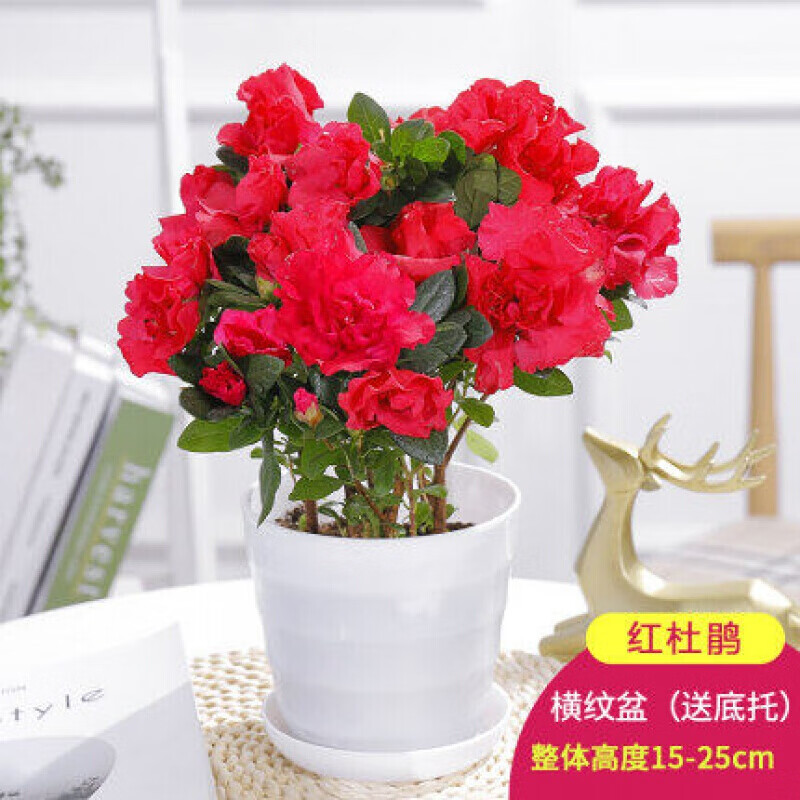 浩胜杜鹃花 杜鹃花盆栽大映山红杜鹃花苗室内植物 多颗小苗红色【白色