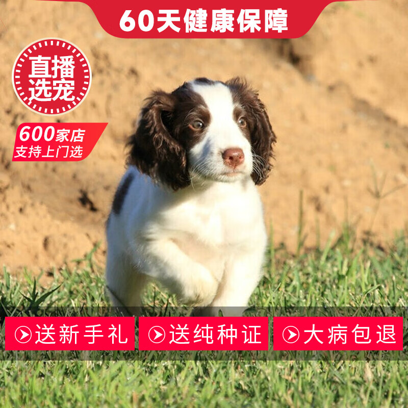 【60天保障】纯种宠物狗狗史宾格犬幼犬活体幼崽 高品质 公