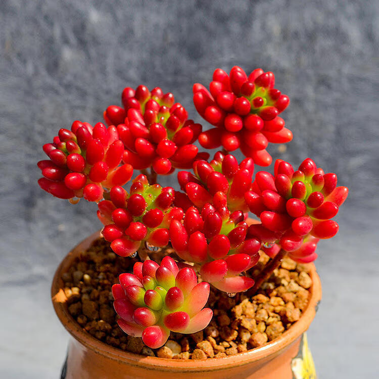clcey多肉植物虹之玉群生老桩肉肉花植物组合盆栽肉肉稀有品种多肉大