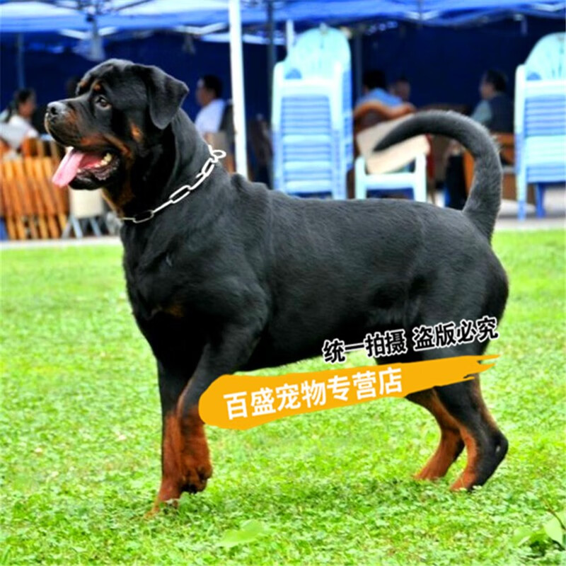 别态萌北京犬舍 出售 纯种罗威纳犬幼犬 大型德系罗威纳纳活体宠物狗