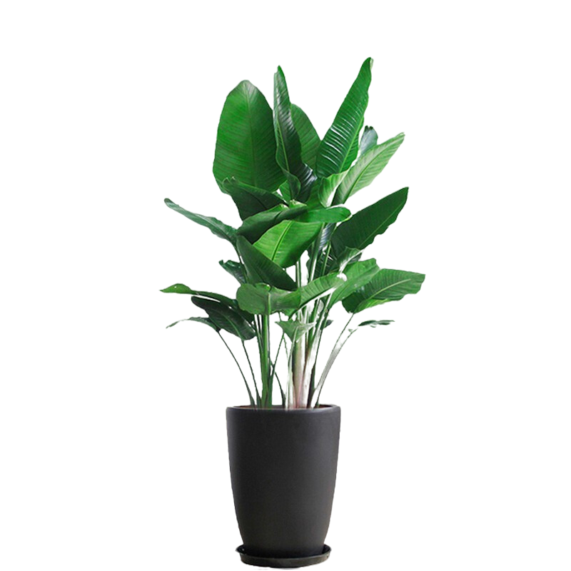 【Onlyyou】品牌大型绿植，价格历史分析及优质盆栽评测|京东可以看大型绿植历史价格吗