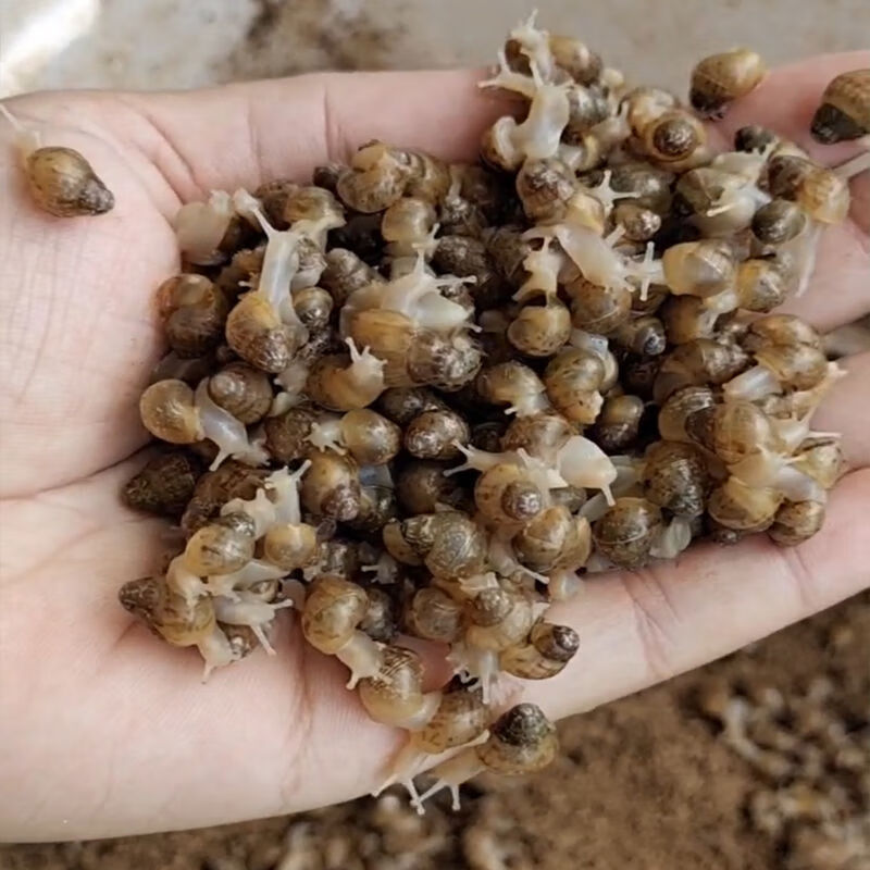 白玉蜗牛活体宠物蜗牛巨型明珠特大蜗牛宿舍小蜗牛观赏幼儿园家养 幼