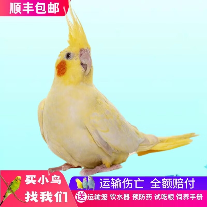 冰海精灵异宠活体价格走势分析|异宠活体历史价格查询京东