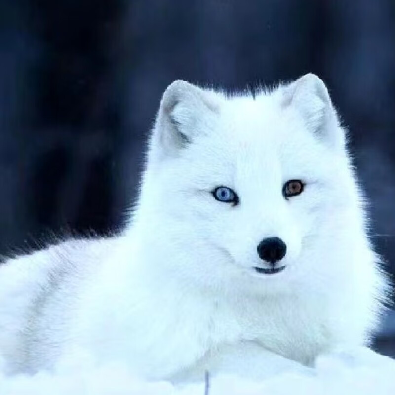 花蝶来全款包活宠物狐狸活体白狐冰岛狐小狐狸幼崽活体网红家养幼体