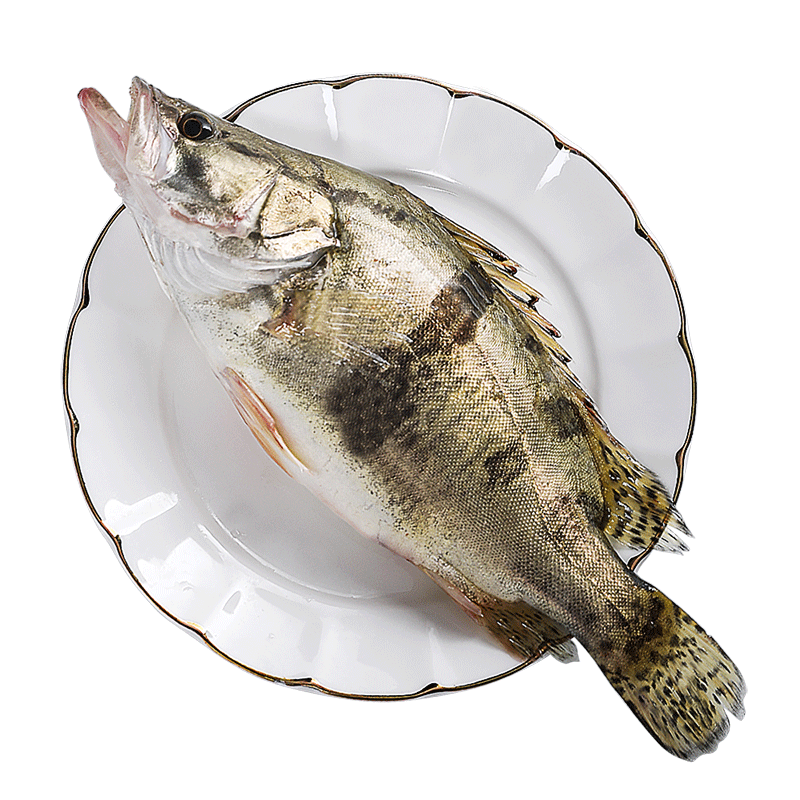 片言片魚(yú)【冰鮮】 千島湖桂魚(yú) 凈膛1.6斤 2-4條 鮮活宰殺臭鱖魚(yú)  源頭直發(fā)