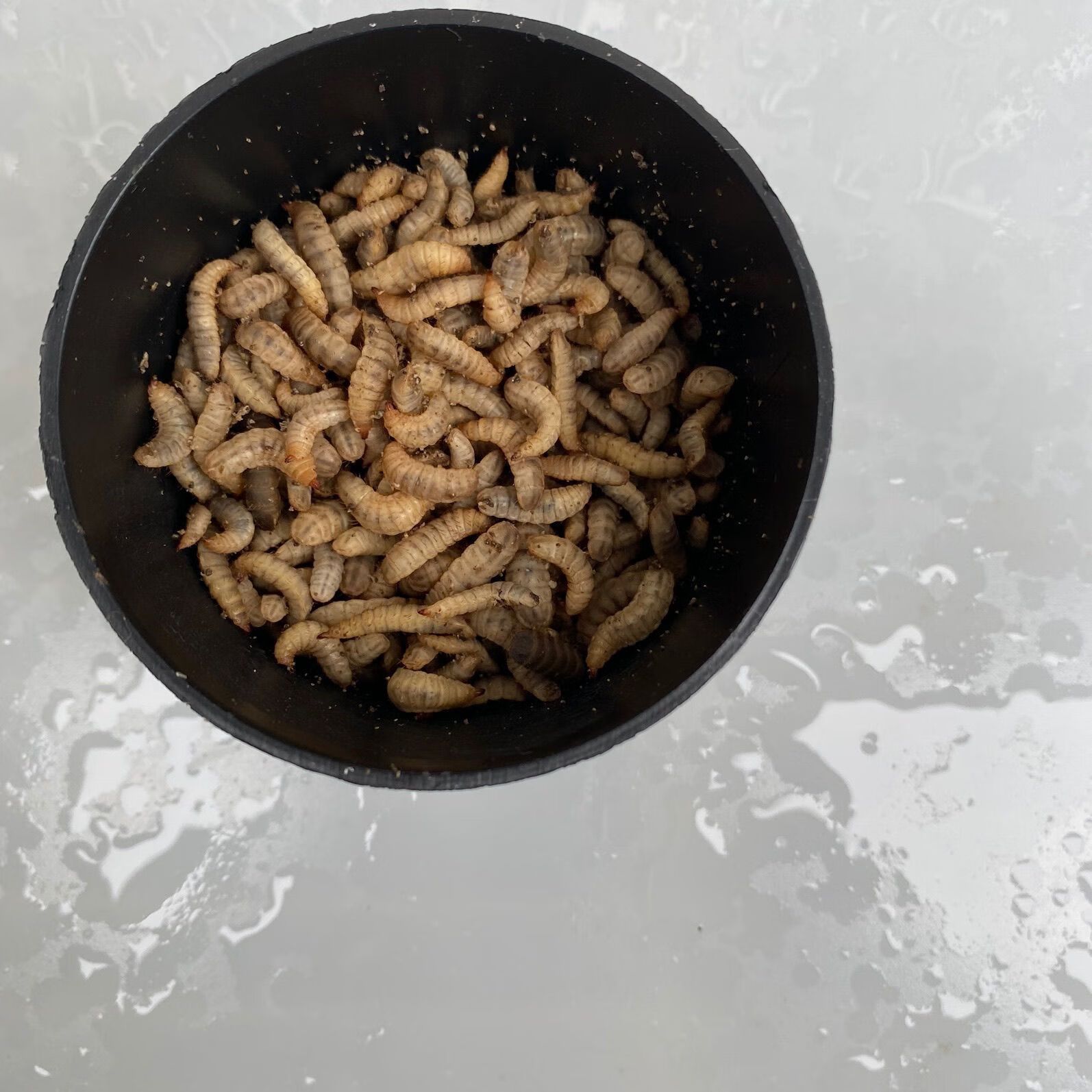 黑水虻活体幼虫鱼饵野钓黑坑大物尤物专攻黄辣丁鲶鱼通用鱼饵 200条送