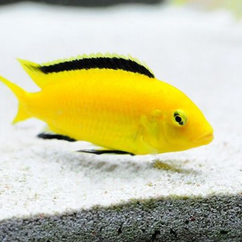 水财神(water richer)小型马鲷鱼集合三湖慈鲷鱼坦鲷非洲王子蓝阿里六