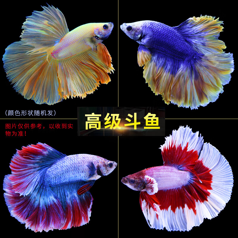 aipharow泰国斗鱼马尾狮王半月母斗鱼观赏鱼热带鱼活体宠物淡水鱼鱼缸