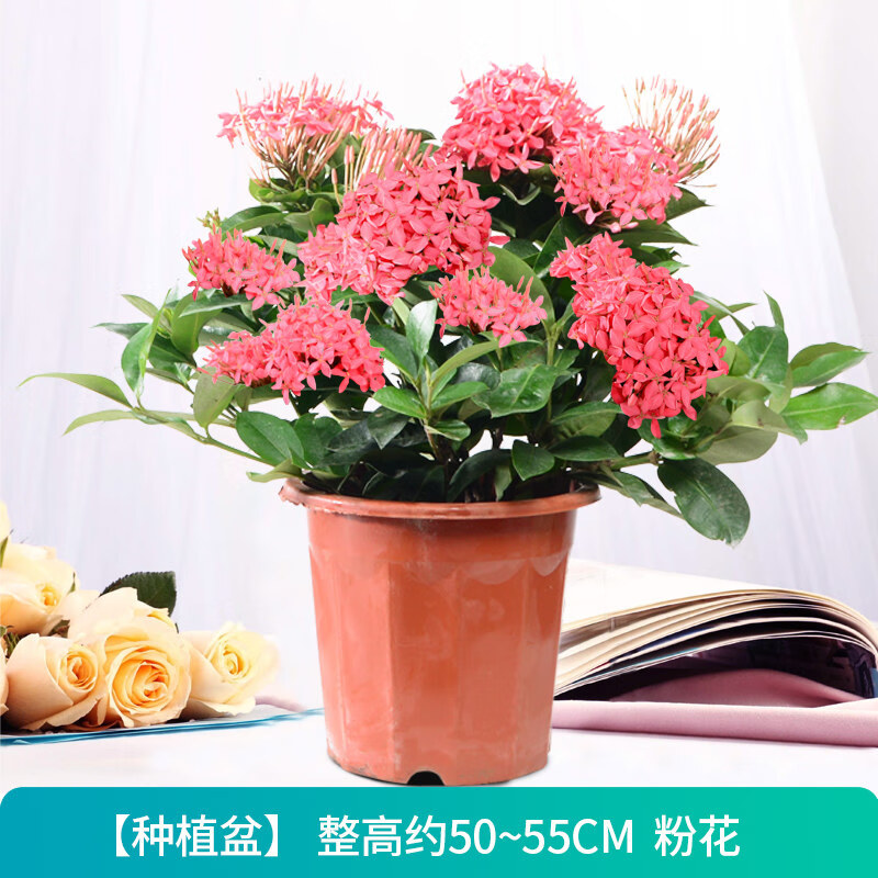 龙船花盆栽带花老桩室内客厅办公室观花植物老桩绿植花卉 龙船花种植
