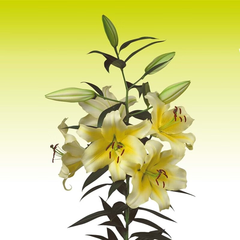 左家花园多个OT百合种球进口喇叭百合花球种子四季易种盆栽地栽多年生球根 木门20+cm3球