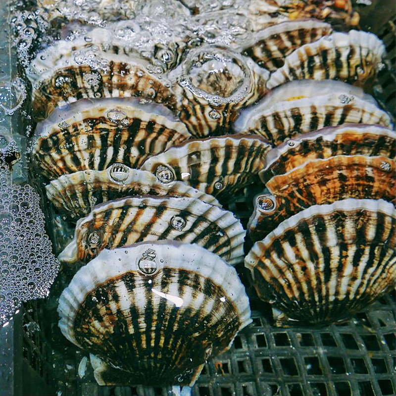 伯贤 新鲜大连扇贝 海鲜水产扇贝 烧烤火锅食材 大扇贝500g  5-7枚