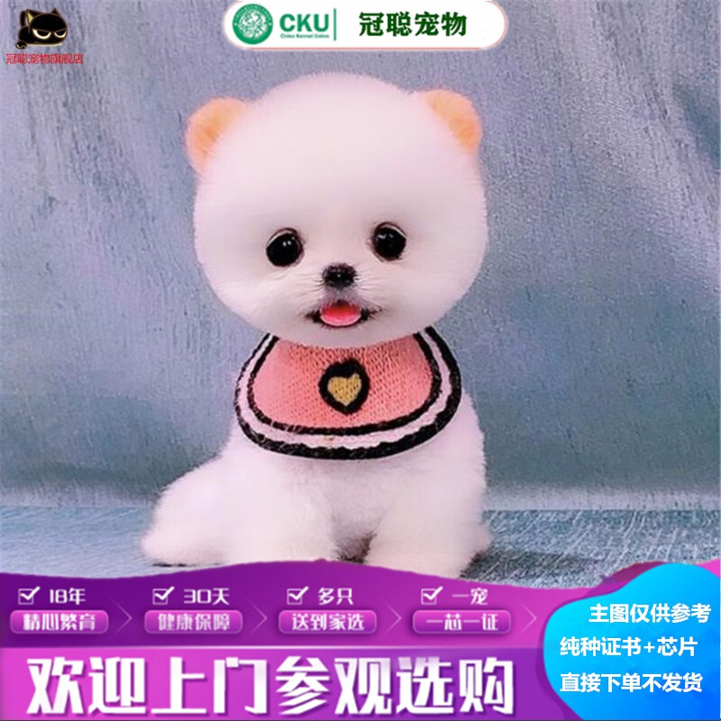 冠聪茶杯活体博美犬-长不大日系俊介-网红博美狗狗-球体迷你型纯博美