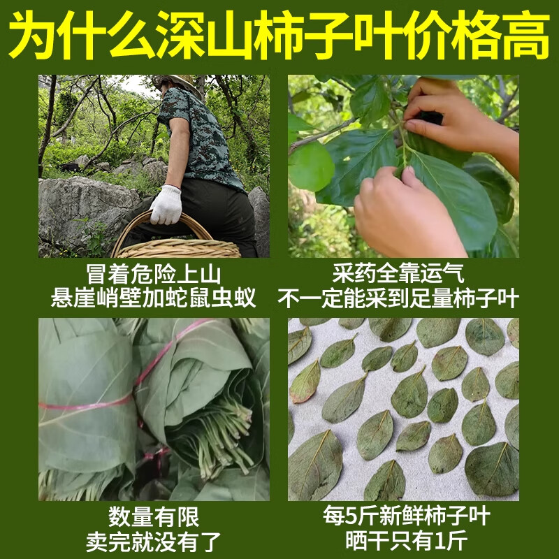 内廷上用北京同仁堂柿子叶可搭野生中药材泡水喝正品柿子叶茶霜后柿子叶 【北京同仁堂-官方正品】吃的放心 20g*1瓶 精选霜后无硫柿子叶【2瓶/200g】日常泡水适用