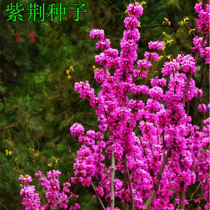 新采紫荆种子 巨紫荆种子 紫荆树种子 紫荆花种子  庭院花卉种子 一斤