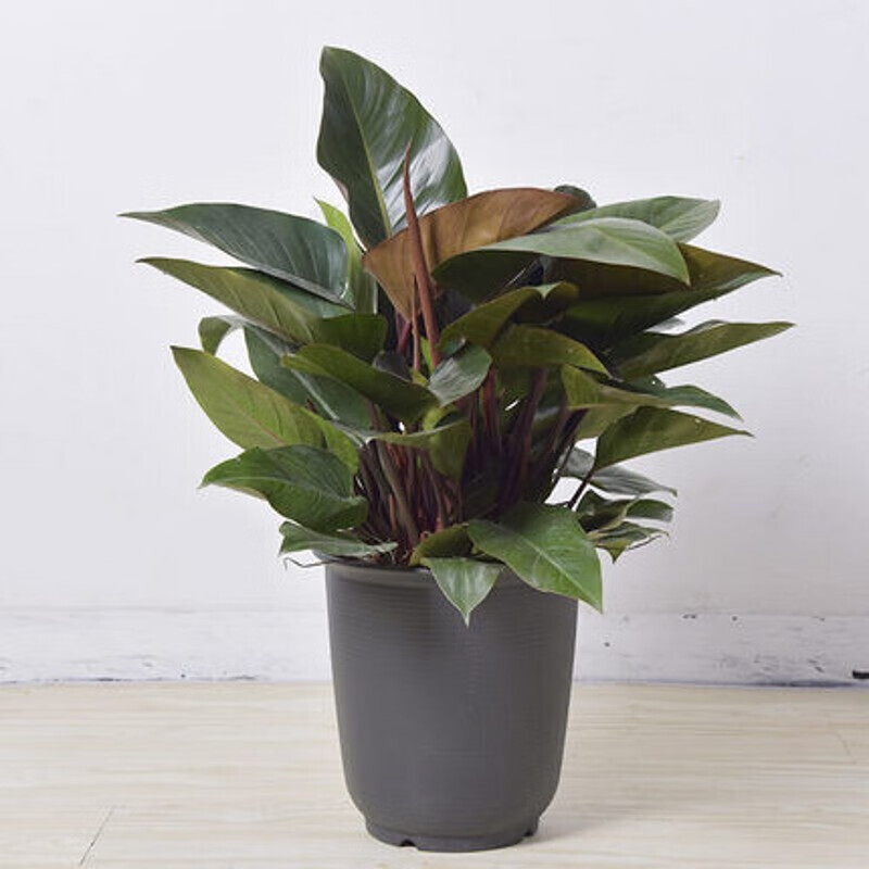 红钻四季常青植物大型绿植室内盆景花卉绿植绿萝吊兰植物盆栽大叶金钻