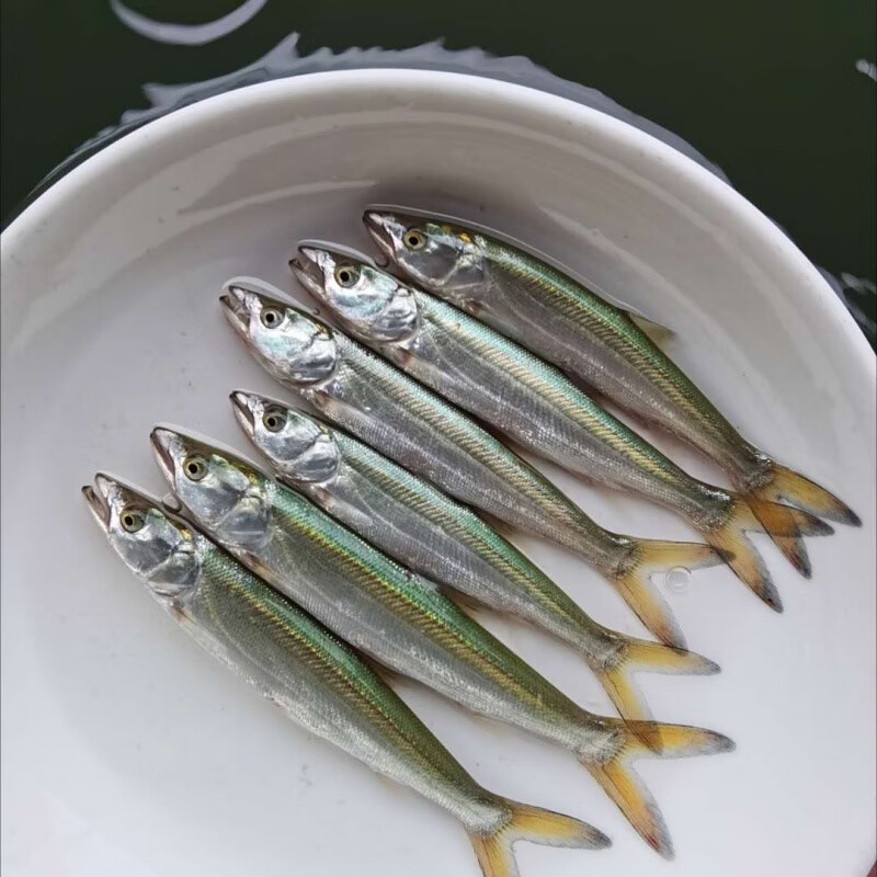 鳡鱼淡水活体水中老虎竿鱼中国河虎大铜头黄钻 10-12公分左右鳡鱼1条