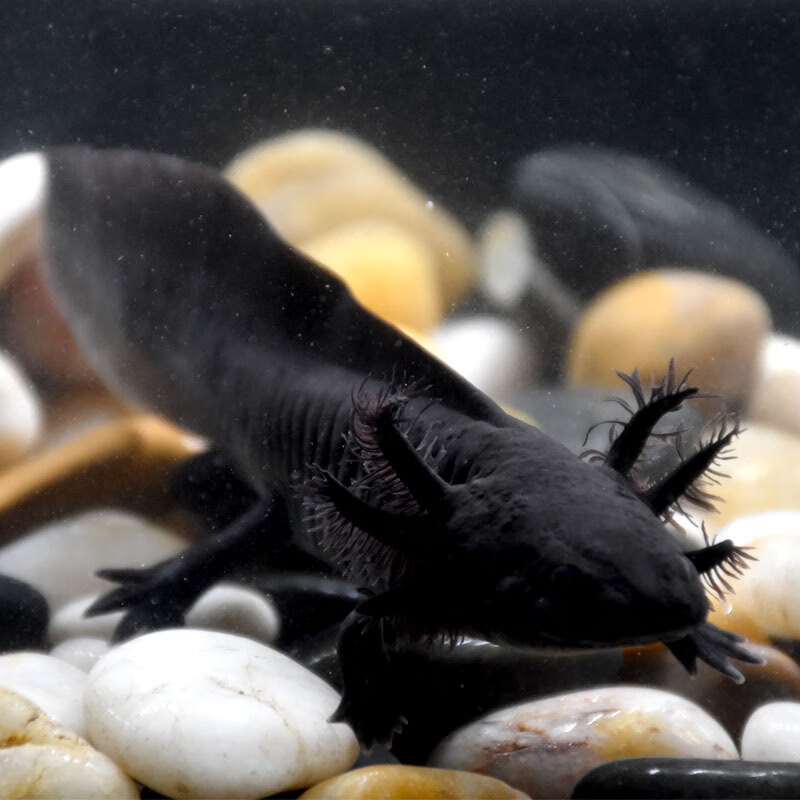 麦叮卡六角恐龙鱼宠物鱼活物淡水冷水观赏鱼 黑龙1条(13-15cm)