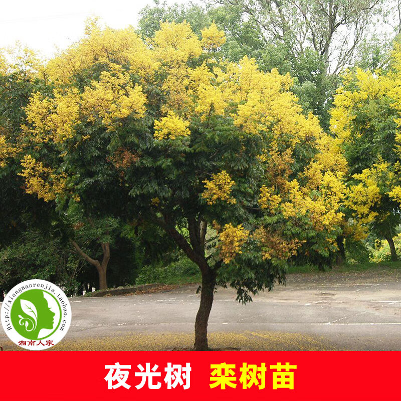 醉春木栾树树苗 黄山栾树苗耐冻北栾树苗 夜里发光的行道绿化树小苗