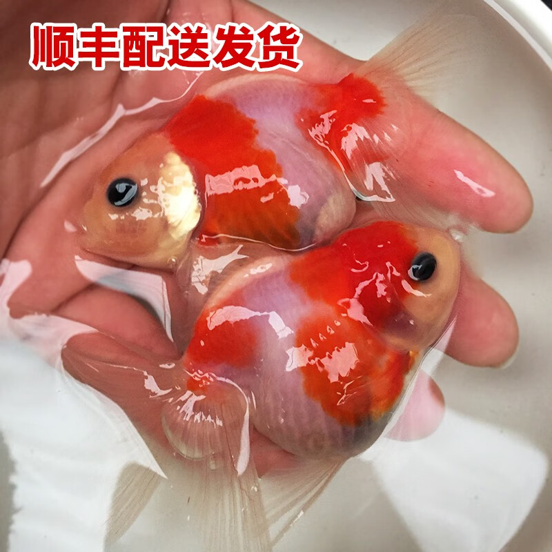 看水族活体价格涨跌软件|水族活体价格走势图