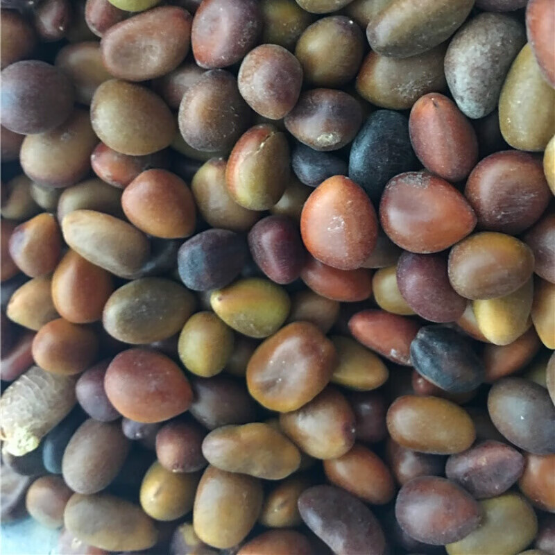 巨刺小皂角篱笆围栏中皂角米云南野生皂荚树苗林木 大皂角种子一斤