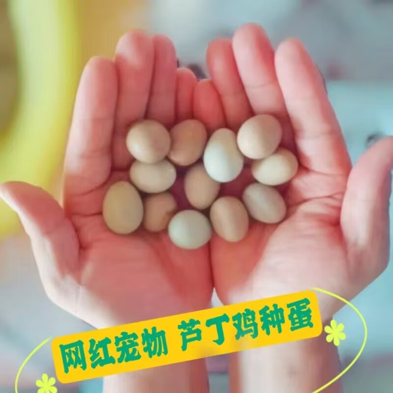 24小时发货！芦丁鸡蛋受精蛋可孵化小鸡学生宠物卢丁鸡种蛋便宜 全色系10枚+2枚备损属于什么档次？