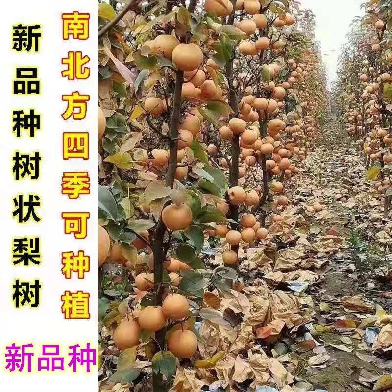 梨树苗 盆栽地栽当年结果嫁接大果 庭院阳台 南北方种植 果树苗 梨