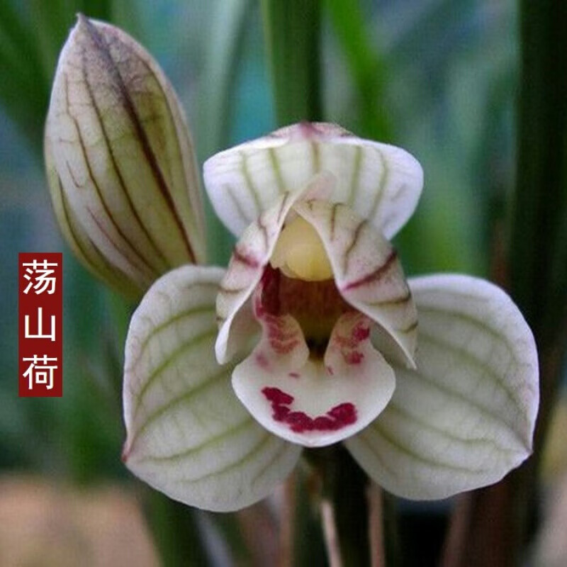 名贵兰花花苞型永怀素素冠荷鼎花卉植物兰草室内庭院 大唐凤羽一件