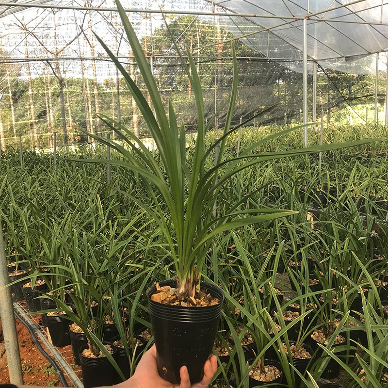 高宅兰花建兰四季兰花季带花苞小桃红紫金龙梅翠玉牡丹锦旗 【不带