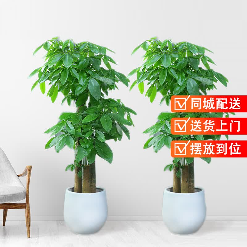 仙植缘发财树盆栽幸福树天堂鸟金钱树绿萝同城大型绿植 步步高发财树（一对）1.7-1.8m怎么看?