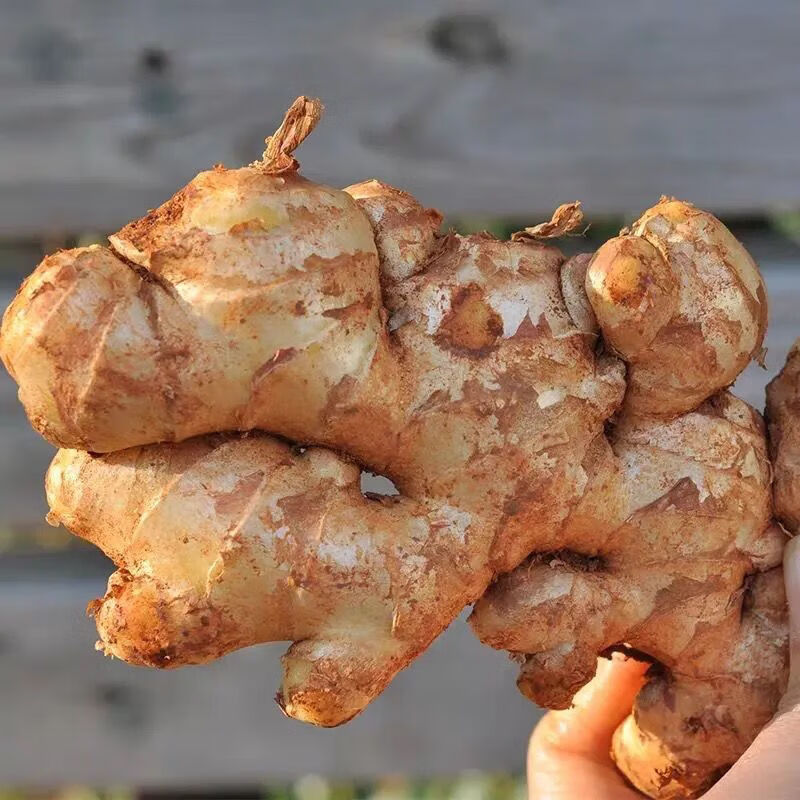 【精选】新鲜云南老姜生姜山地月子姜香辣多丝调味0.5-5斤装 老姜半斤