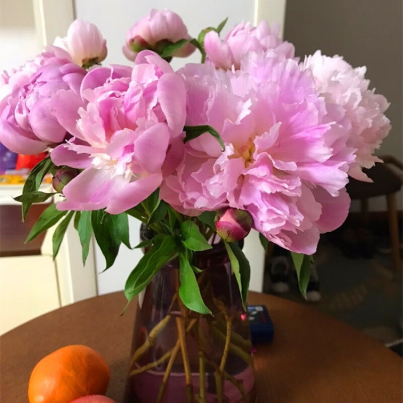 云南昆明芍药鲜花重瓣芍药鲜切花芍药花束牡丹家庭插花水养花卉 旧