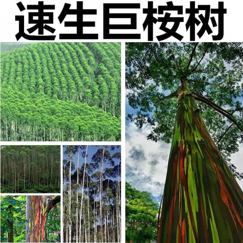 周金祥 速生樹種子 巨桉 割油樹杏仁桉種子 巨大樹材 樹籽 桉樹種子200粒
