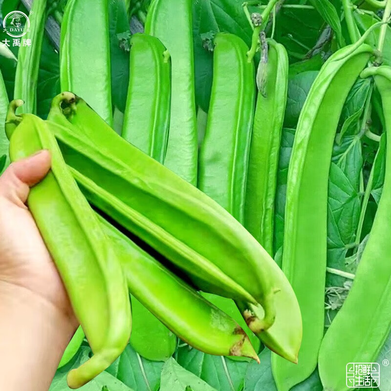 大禹大刀豆籽种子四季架豆扁豆角阳台春季蔬菜家庭种植 白刀豆种子 1