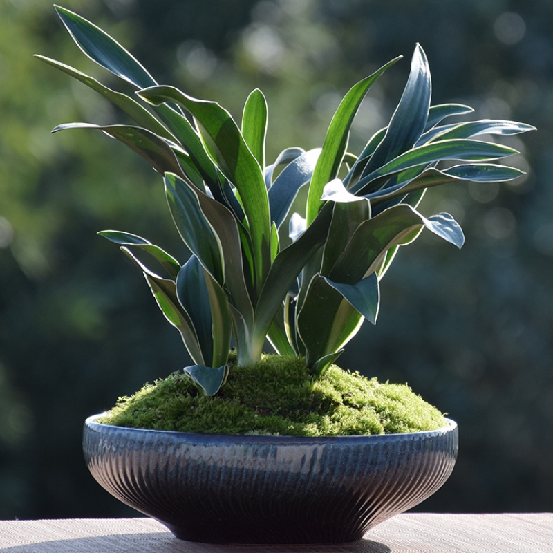 春花妙意万年青耐寒花卉绿植常青金边万年青盆栽金边银边植物 银边