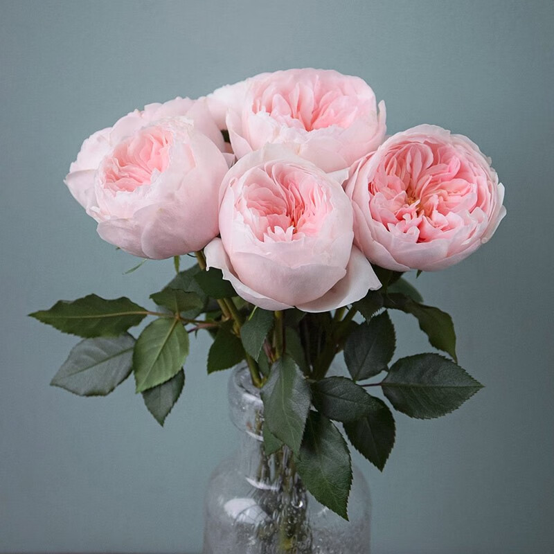 法国玫昂系列花园庭院装饰月季花卉 【进口月季大苗】萨布丽娜10l