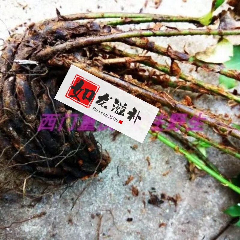 昏鸡头草 鸡脑壳草 鸡头草 鸡头枣 鸡老盖小贯众小晕鸡草新鲜 全株(鲜