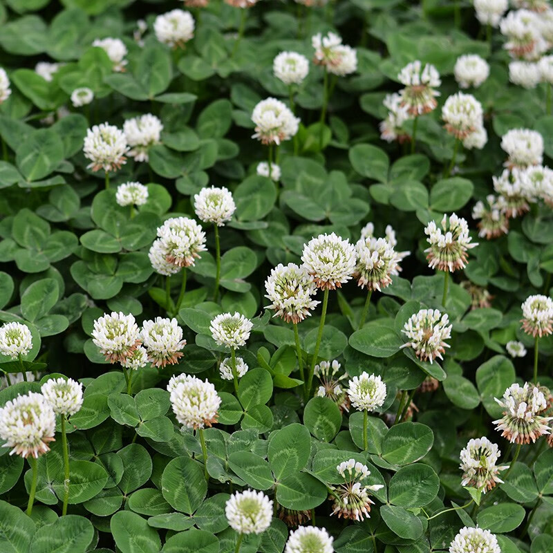 三叶草白花1000粒 3包肥料