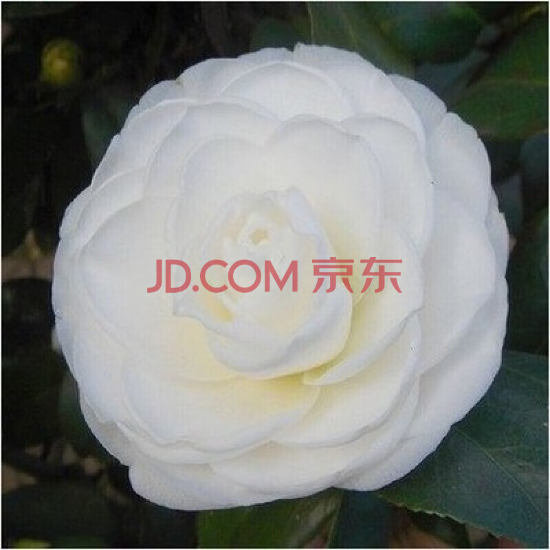 茶花树苗客厅阳台绿植花卉盆栽地栽当年开花 白天鹅 5精品苗【当年