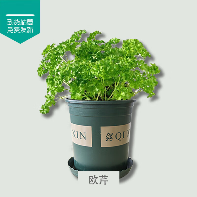 叶九层塔牛至紫苏新鲜可食用西餐香草料盆栽 【欧芹】可食用_1加仑盆