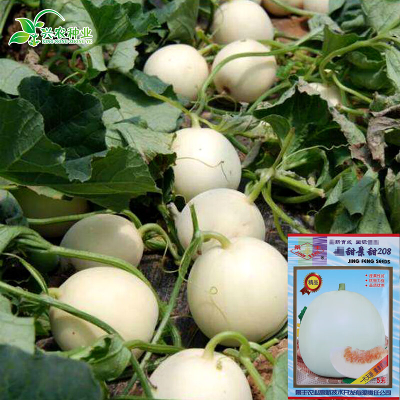 春枝韵薄皮水果种子香瓜甜瓜种子 景甜208白甜瓜 结果多酥脆高甜