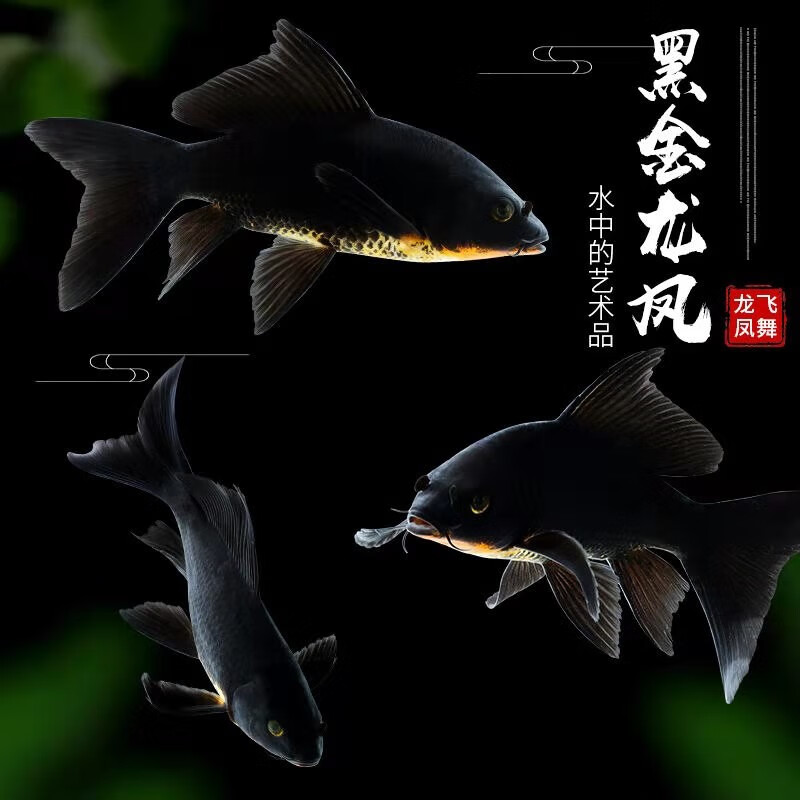 什么软件可以看京东水族活体价格趋势|水族活体价格走势