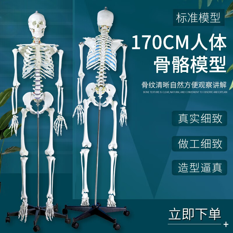 蓝蝶170cm人体骨骼模型附椎间盘及神经 骨架 人体成人骷髅教学模型