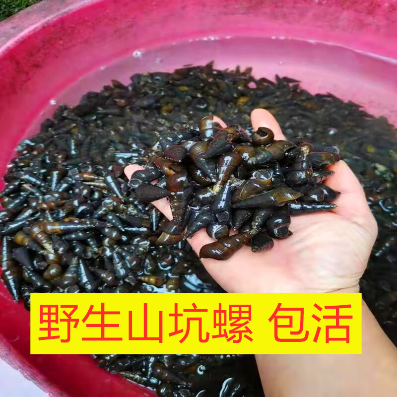 芬氏广西新鲜山坑螺鲜活3斤装清甜爽脆坑螺河螺溪螺山螺黑螺长螺