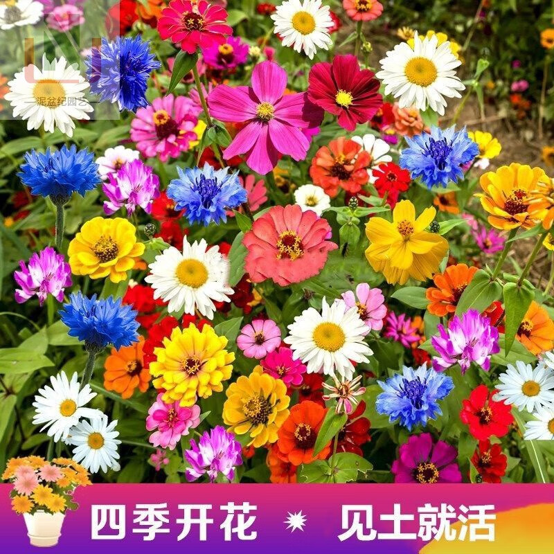 野花组合种子花种籽四季易活易种开花不断花组合庭院室内外花大全