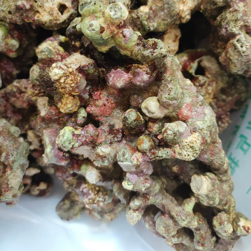 貝拉緣免爆藻活石新鮮高鈣深?；钍Ｋ佐~缸開缸造景多孔微生物集聚 甄選精品10斤