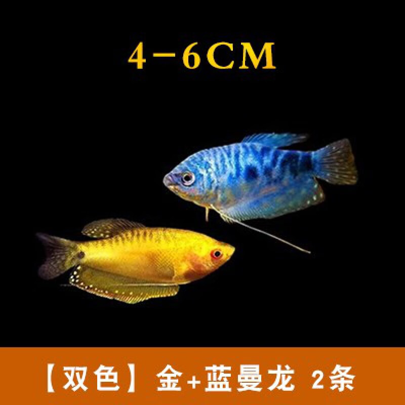 曼龙鱼淡水鱼苗观赏鱼好养耐活小鱼不打氧小型五彩丽丽鱼新手活鱼 双