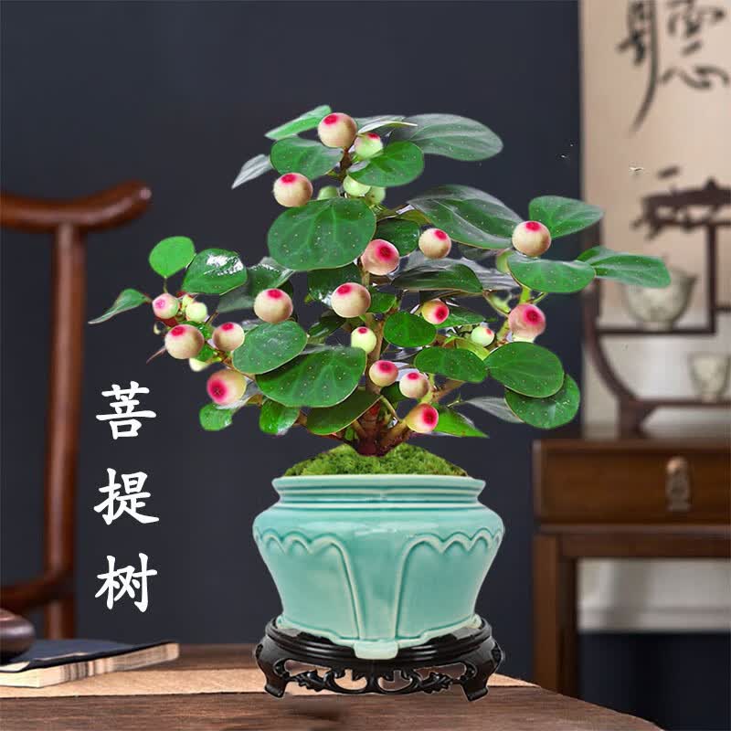 融暖小盼小叶菩提树盆栽带果植物室内办公室好养活禅意客厅绿植微盆景